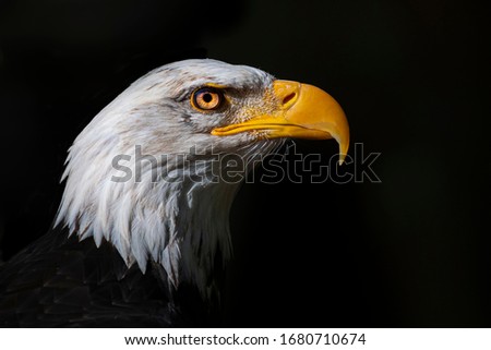 Portrait of bald eagle with black background