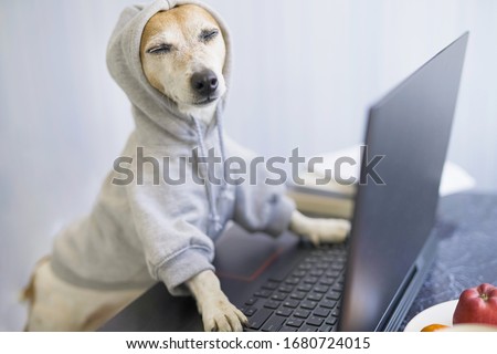 Relaxed smiling dog is working on project online. Using computer laptop. Pet wearing gray comfortable hoodie. Freelancer work from home concept. Closed eyes. Take it easy.  satisfied with success Royalty-Free Stock Photo #1680724015