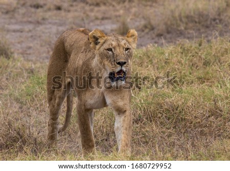 Wild lions in Africa (eating, yawning, hunting)