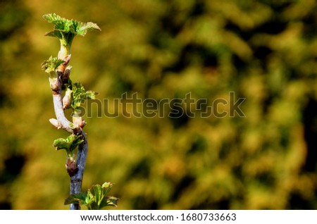 close up branch with young leaves of blackberry bush growing in soil in garden in spring sunny day. copyspace