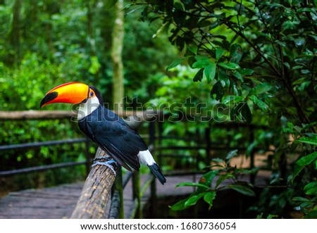 Toco toucan, known as Tucano Toco, are among the animals that can be seen by visitors in the Parque das Aves, the largest bird park in Latin America