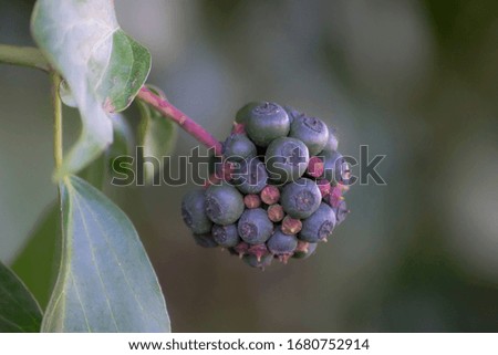 Macro photography of wild berries