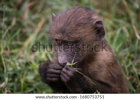 Wild Baboons in African Safari
