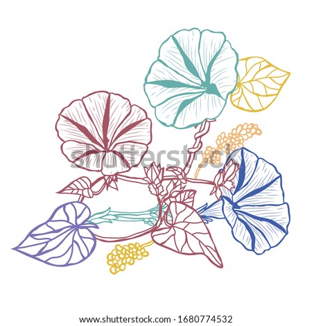 Decorative abstract morning glory  flowers, design elements. Can be used for cards, invitations, banners, posters, print design. Floral background in line art style