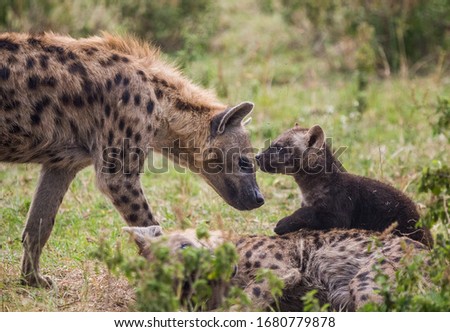 Hyenas in African Safari (cubs, mom, fighting, playing)