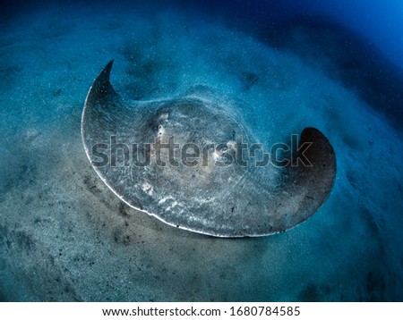 Underwater picture of a stingray (Dasyatis pastinaca) swimming near the sandy bottom.