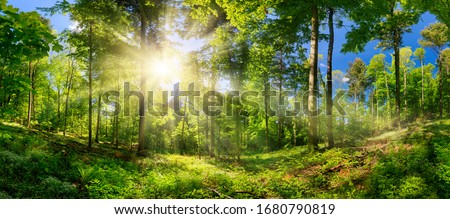 Scenic forest of deciduous trees, with blue sky and the bright sun illuminating the vibrant green foliage, panoramic view Royalty-Free Stock Photo #1680790819