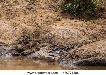 Wild animals in African safari (tsaval cat, hippo, warthog, bird, lizard, crocodile)