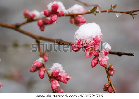 Spring tree blooms with pink flowers in March. The snow covers the flowers.