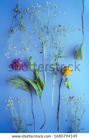 Flower arrangement on a blue background.