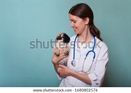 Veterinary doctor woman holding a pug puppy and smiling. Veterinary medicine. Copy space Royalty-Free Stock Photo #1680802576
