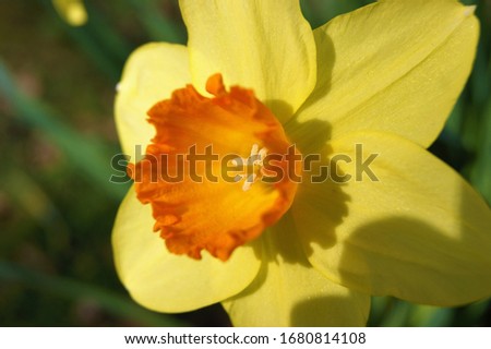 Close-up image of a yellow spring daffodil.