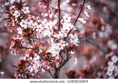 Beautiful Japanese cherry blossoms in spring