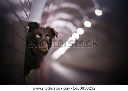 Australian shepherd in the tunnel