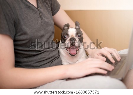 A cheerful and happy dog of the Boston Terrier breed is happy that the owner is working at home on a laptop in quarantine. Remote work.