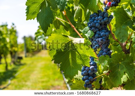 Red grapes on a vine in a vineyard in Mendoza on a sunny day Royalty-Free Stock Photo #1680868627