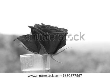 Open Rose Flower in clear vase close up in black and white