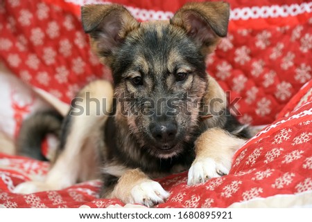 cute mongrel puppy lies on a red bedspread