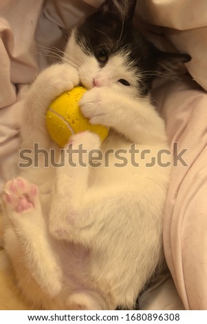 black and white kitten plays ball on the couch