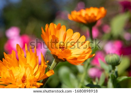 Bright flowers. Sunny orange-yellow flower close-up