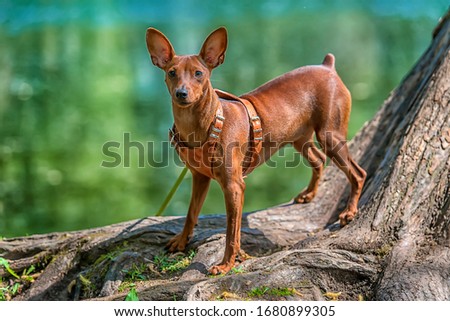 Miniature pinscher with uncut ears in the park in summer Royalty-Free Stock Photo #1680899305