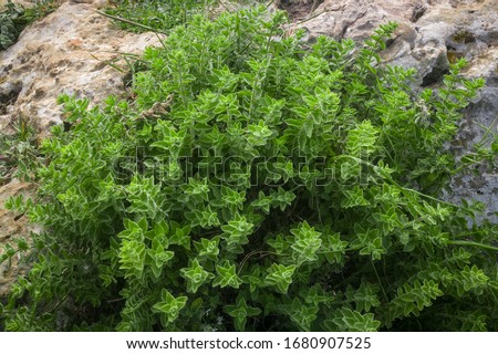 Wild oregano grows in the mountains. Raw green Oregano in field. Greek natural herb oregano. Green and fresh oregano flowers. Aromatic culinary herbs.