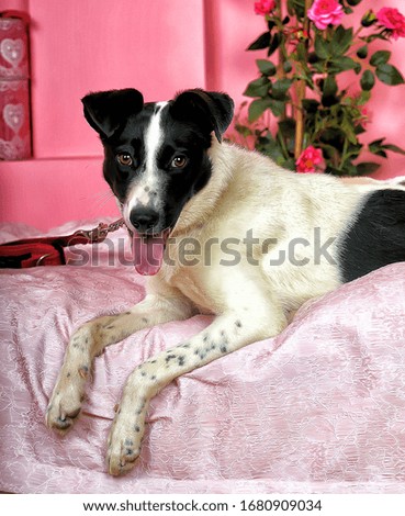 white with black domestic dog mongrel happy in the room on a pink background