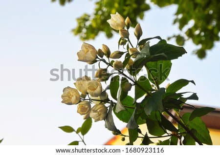 close up of jasmine flowers in a garden, branch with white flowers