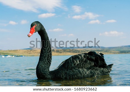 a black swan with a red beak swims