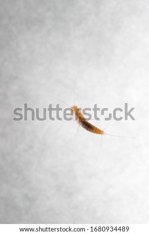 Firebrat (Thermobia domestica), a species of silverfish. Insect Lepisma saccharina in normal habitat.