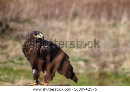 portrait of a Russian Steppes Eagle 