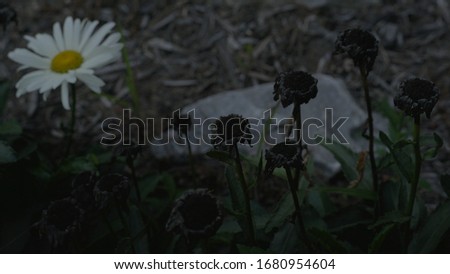 Dead black flowers on the ground