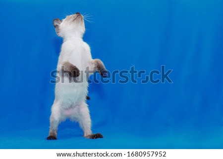 A Thai white kitten stands on its hind legs.