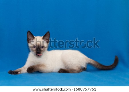 Funny Thai kitten with tongue stuck out.