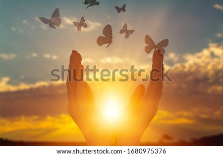 Raising human hands and butterfly on the sunset background