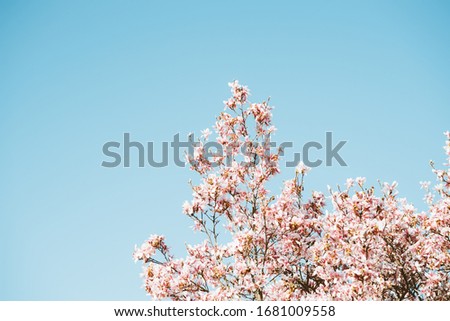 Magnolia tree in bloom with clear blue sky in night background