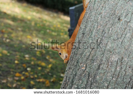 squirrel in the Park on a tree