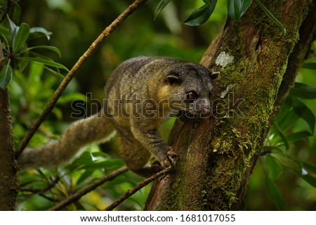 Bushy-tailed Olingo - Bassaricyon gabbii also known as the Northern olingo, is a tree-dwelling member of the family Procyonidae, which also includes raccoons. Royalty-Free Stock Photo #1681017055