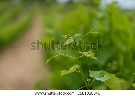 Grape vine closeup. Fresh young grape leaves with vines. Viticulture farming 