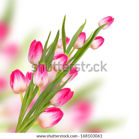 Pink spring tulip flowers