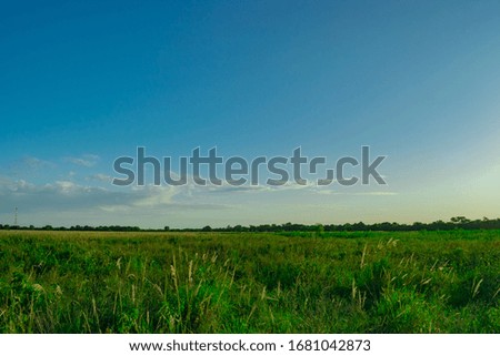Countryside landscapes with blue skies in Castelli - Chaco - Argentina