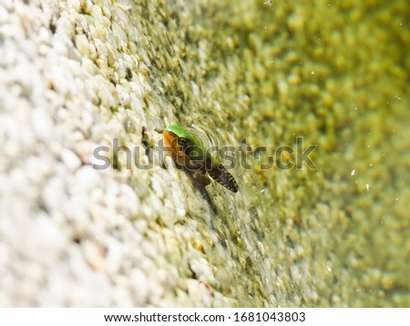 tree frog change tadpole to frog tail legs green frog growth into the pond life in nature