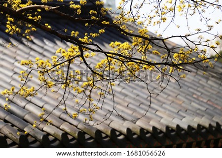 These are pictures with the theme of sprng
garden. spring.buddhist temple.plum blossom.scenery.tree
