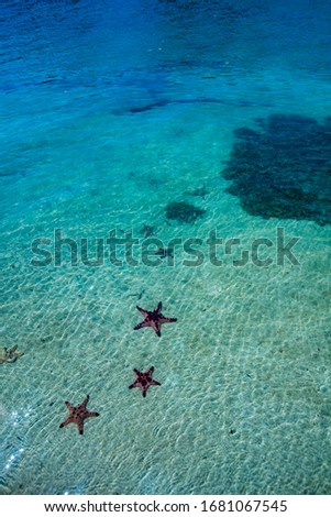 Free growing starfish in the ocean
