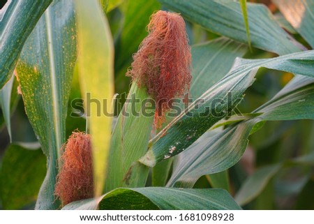 a front selective focus picture of organic young corn field at agriculture farm.

