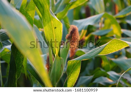 Corn farm. A selective focus picture of corn cob in organic corn field
