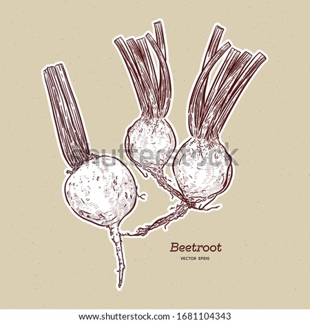 beetroot, hand draw sketch vector.