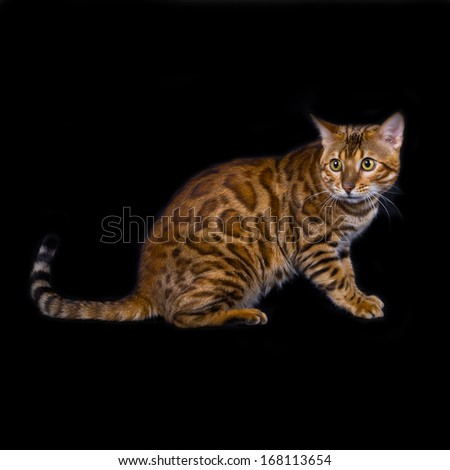 purebred bengal cat. isolated on black background