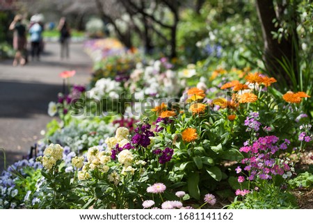 Spring flowers blooming on garden flowerbed. Colorful springtime floral background 