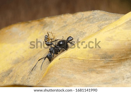 Black Ants fighting until dead